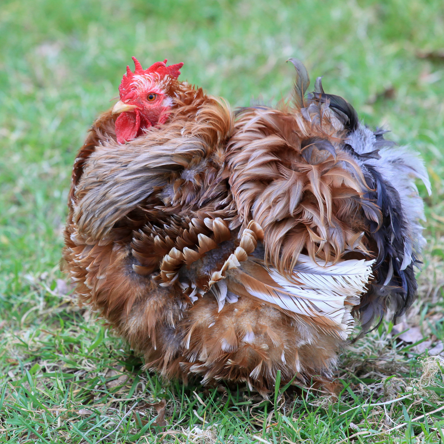 LA BELLE JEANNETTE poule